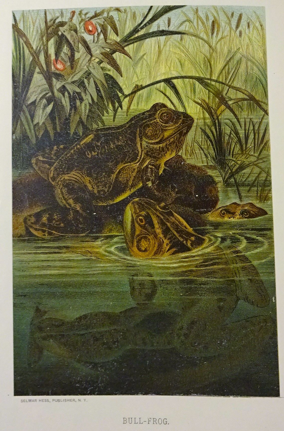 Antique Print Chromolithograph - Bullfrog