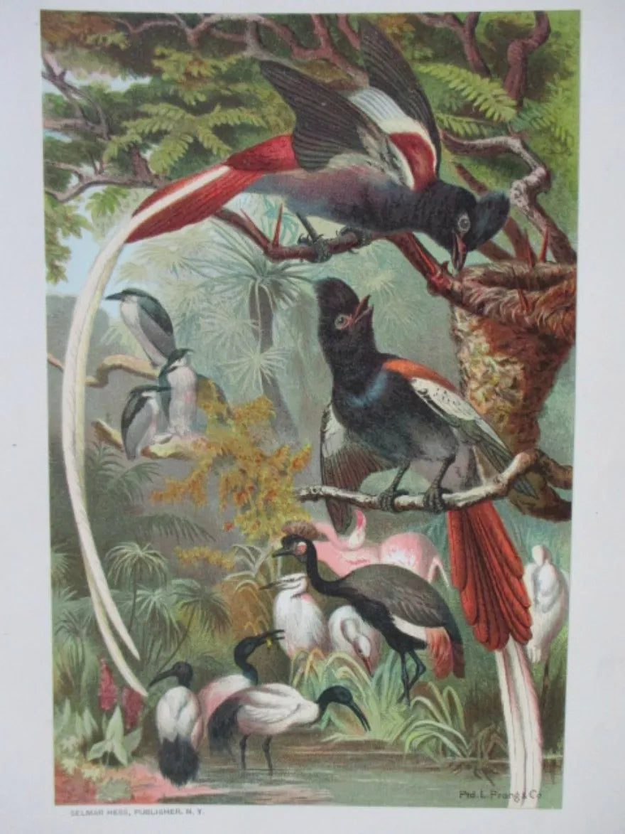 Antique Print Chromolithograph - Paradise Flycatchers